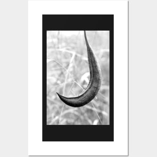 Seed Pod Posters and Art